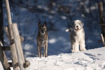 Naklejka premium Two dogs