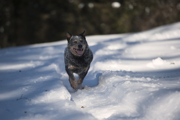 Purebred dog Australian Cattle Dog in the snow