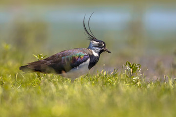 Northern lapwing walking through grass of wetland habitat