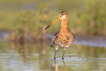 Suspiciously looking Black-tailed Godwit wader bird