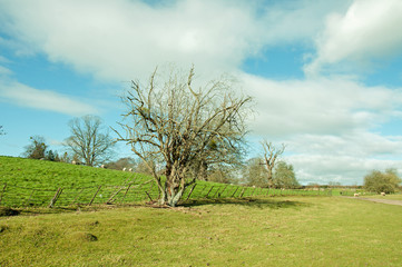 Craggy old iron railings in a summer field.