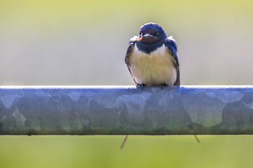 Frontal view of Barn swallow perched on metal pipe