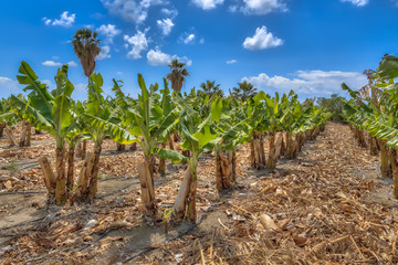 Fototapeta na wymiar Organic Banana plantation on Cyprus island