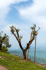 Ancient olive tree on lake Garda
