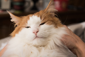Relaxed kitty