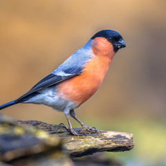 Eurasian bullfinch perched