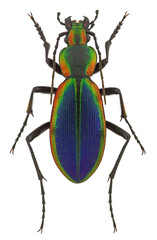 Ceroglossus chilensis latemarginatus, a rainbow-coloured ground beetle from Chile