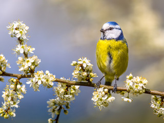Blue tit in white blossom © creativenature.nl