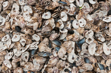 Oyster shells