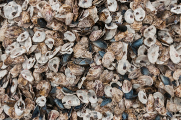 Oyster shells
