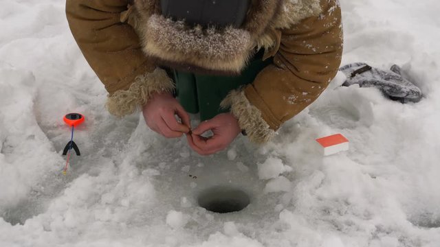 Fisherman bloodworms pulled smartly a hook for ice fishing.