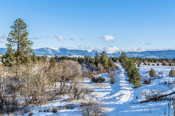 Pine trees and mountains in snowy Washington landscape.