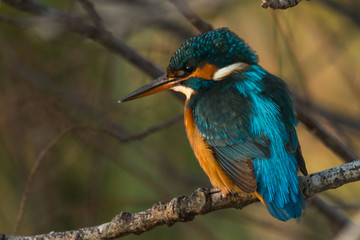 kingfisher in tree - Alcedo atthis