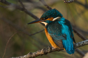 kingfisher in tree - Alcedo atthis