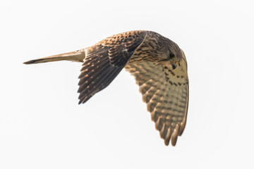 common kestrel Falco tinnunculus in flight