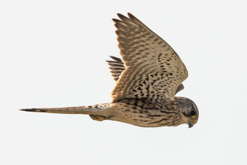 common kestrel Falco tinnunculus in flight