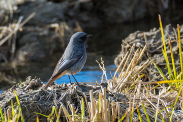 young black redstart (Phoenicurus ochruros