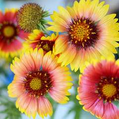 Echinacea red and yellow flowers