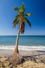 lone palm tree hanging on, despite coastal erosion