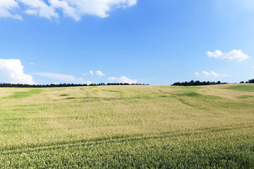 green immature cereals