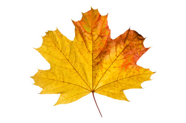 Fototapeta na wymiar Maple leaf on the white