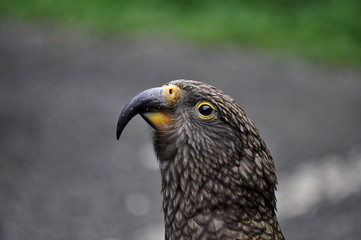Fototapeta premium Kea bird on road in New Zealand