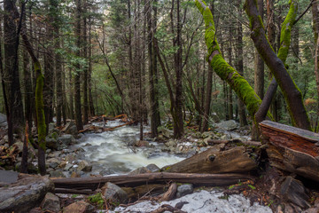 Fototapeta premium Yosemite Winter