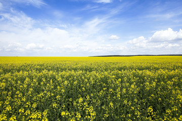 Fototapeta premium Agriculture. rape. Spring