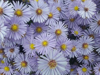 Aster novae-belgii flowers