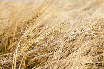 mature yellowed grass