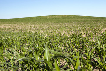 Field of green corn