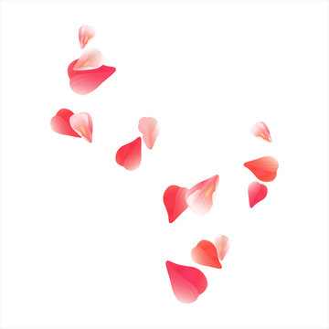 Pink Red flying petals isolated on white. Sakura Roses petals. Vector 