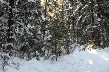 Winter coniferous forest