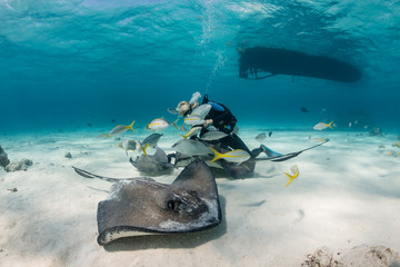 SCUBA diver playing with Stingrays in shallow water