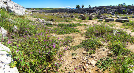 Purple wildflowers survive among the ruins