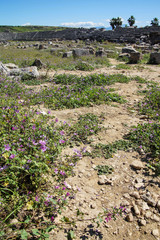 Purple wildflowers survive among the ruins