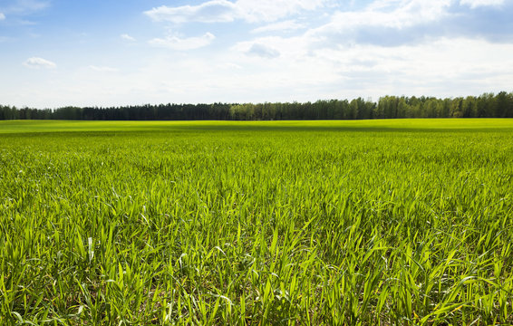 wheat field in spring