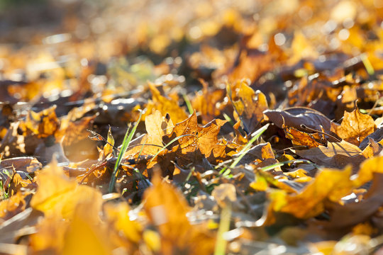 The fallen maple leaves