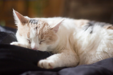 Sleeping Calico Cat
