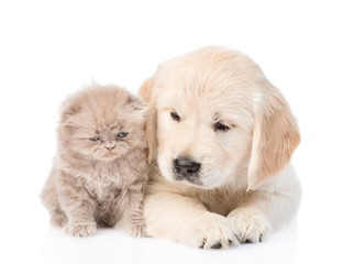 Golden retriever puppy and kitten lying together in front view. isolated on white
