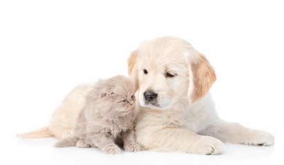 Golden retriever puppy and cute kitten lying together. isolated on white