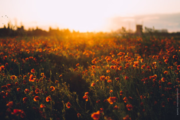 Fototapeta na wymiar sunset in poppies