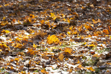fallen leaves of a maple