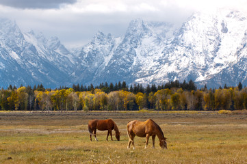 Obraz premium Grazing in Paradise