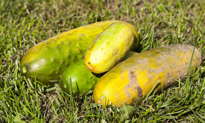 Obraz premium old cucumber field