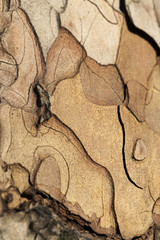 pine tree bark, close-up