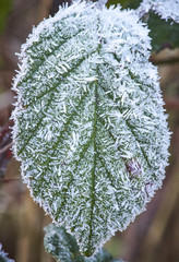 Bramble of rubus leaf with hoar frost detail