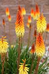 Flowers in Albuquerque New Mexico