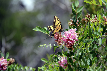 Butterfly on a flower in New Mexico