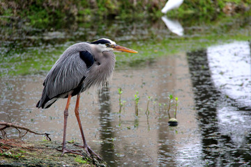 Great Blue Heron hunting for dinner